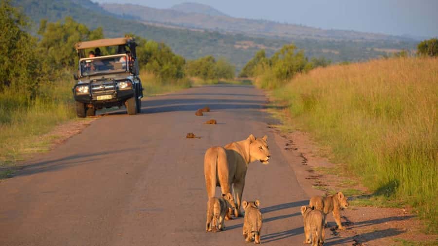 3-Hour Shared Game Drive in Pilanesberg National Park - Price and the real cost after the gate fee