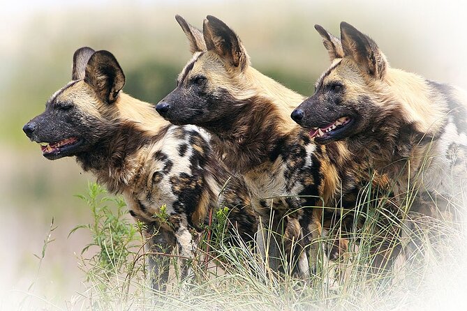 3 Night & 4 Day Private Kruger Park Safari - Day 2: Full-Day Private Game Drive With Picnic Breaks