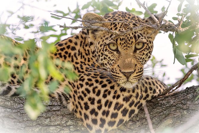 3 Night & 4 Day Private Kruger Park Safari - Day 3: Another Full Day, More Chances for the Big Five