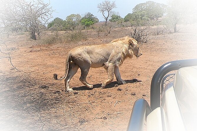 3 Night & 4 Day Private Kruger Park Safari - Day 4: Sunrise Game Drive, One More Mid-Morning Push, Then Transfer Out
