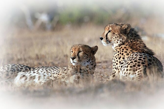 3 Night & 4 Day Private Kruger Park Safari - Pickup, Park Access, and Getting On Safari Fast