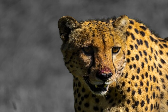 4 Day Addo to Karoo Safari - Key points worth planning for