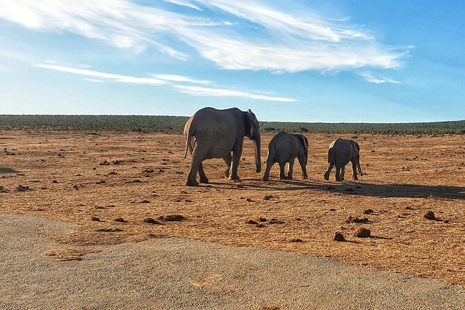4 Day Addo to Karoo Safari - Setting Off from Port Elizabeth, and Why a Planned Route Helps