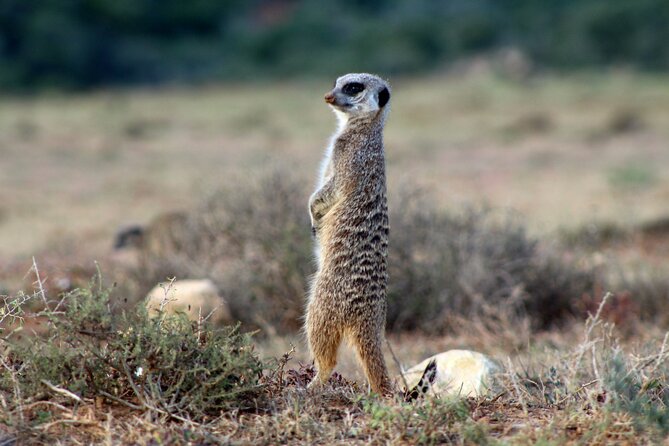 4 Day Addo to Karoo Safari - Day 4 Owl House and Camdeboo’s Valley of Desolation