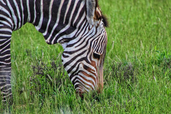4 Day Addo to Karoo Safari - Price and What $859.99 Covers in Real Life