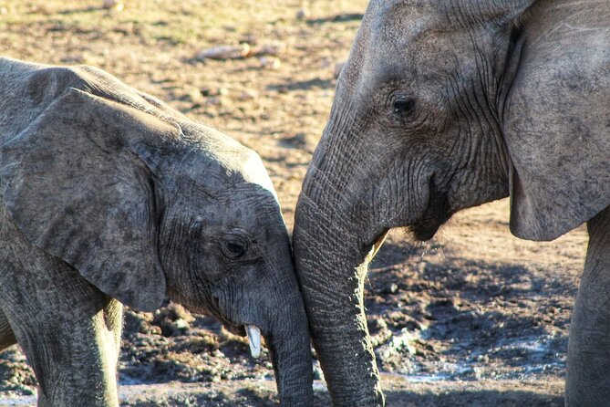4 Day Addo to Karoo Safari - Day 1 Addo Elephant National Park: A Long Wildlife Day with Real Depth