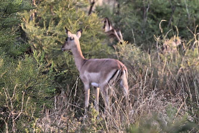 4 Day All Incl. Private Kruger Park Safari and Transfer From Nelspruit - What you are really buying: private Kruger time plus Mpumalanga views