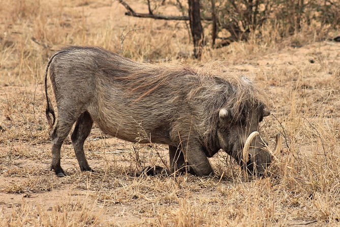 4 Day All Incl. Private Kruger Park Safari and Transfer From Nelspruit - Day 1 in Kruger: first wildlife, sunset options, and gentle ramp-up
