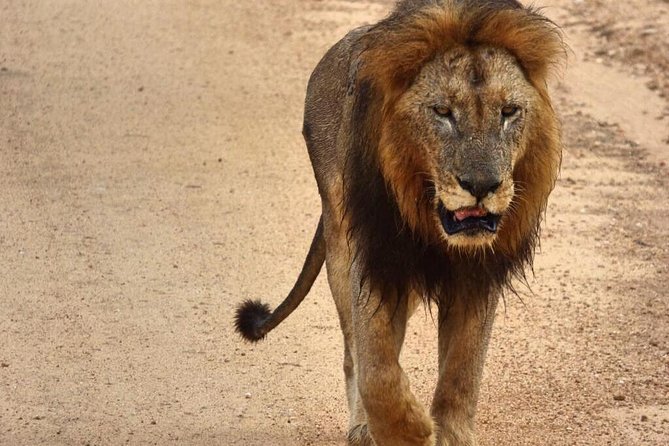 4 Day All Incl. Private Kruger Park Safari and Transfer From Nelspruit - Price and value: what $2,080.78 per person is covering
