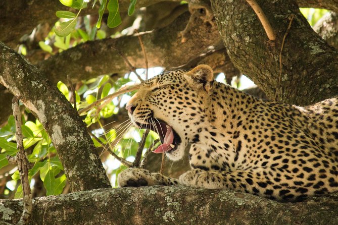 4 Day Budget Kruger National Park Safari - Budget-Friendly Kruger: What Your Money Actually Covers