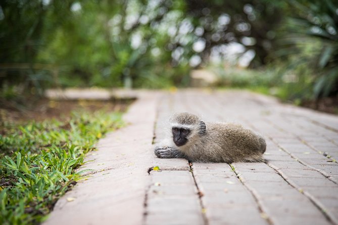4 Day Classic Kruger National Park Safari - Entering Kruger Through Balule, Not Just One Park Day