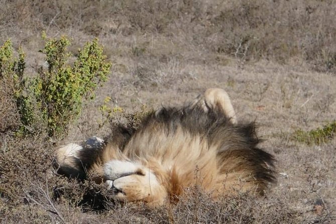 4 Day Garden Route Adventure & Safari - Who This Tour Suits Best (And Who Might Not Love It)