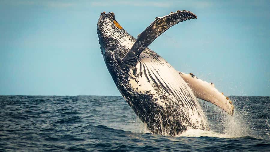 4-Day Garden Route Experience - Day 2: Ostrich farm, Knysna Heads, optional elephant and ocean safari, then Storms River Village
