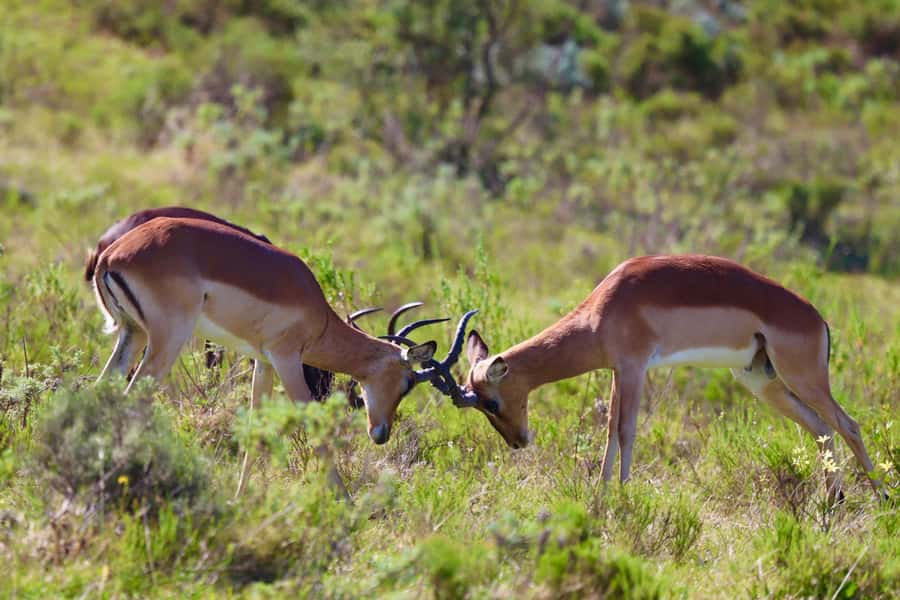 4-Day Garden Route Experience - Day 1: Route 62, Overberg vibes, and the Cango Caves day in Oudtshoorn