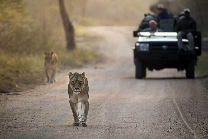 4 Day Greater Kruger Kapama Game Lodge Safari with Panorama Route Journey - Key Things That Make This Safari Work