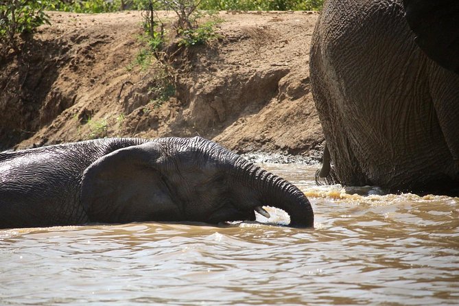 4 Day Greater Kruger Kapama Game Lodge Safari with Panorama Route Journey - Day 4: one last morning safari, then Panorama Route road-trip views