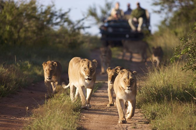 4 Day Greater Kruger Kapama Game Lodge Safari with Panorama Route Journey - Day 1 at Kapama: 30-minute transfer, high tea, then a sunset drive