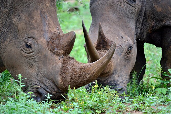 4-Day Hluhluwe Imfolozi and St Lucia Safari from Durban - Key highlights worth planning around