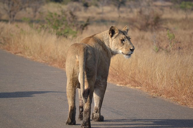 4-Day Hluhluwe Imfolozi and St Lucia Safari from Durban - Cheetah Rehabilitation Center: conservation you can see up close
