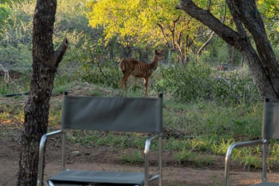 4 Day Kruger Glamping Budget Adventure - Why Kruger glamping at this price can work