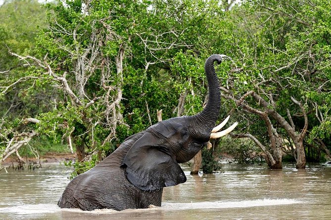 4 Day Kruger National Park and Panorama Route Safari - Afternoon game drive on Day 1: your first real wildlife window