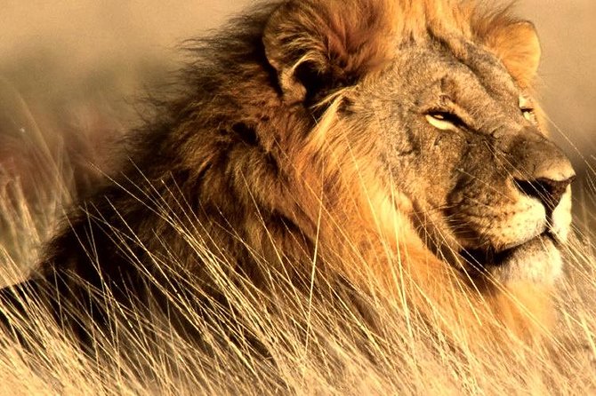 4 Day Kruger National Park and Panorama Route Safari - Skukuza-area safari drives: where the viewing gets practical