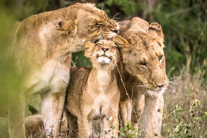4 Day Kruger National Park and Panorama Route Safari - Johannesburg to Kruger, early start that pays off
