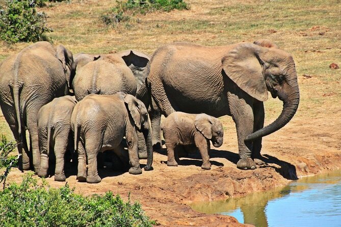 4 Day Kruger National Park and Panorama Tour from Johannesburg - Day 2 in Kruger for Big Five odds and real rhythm