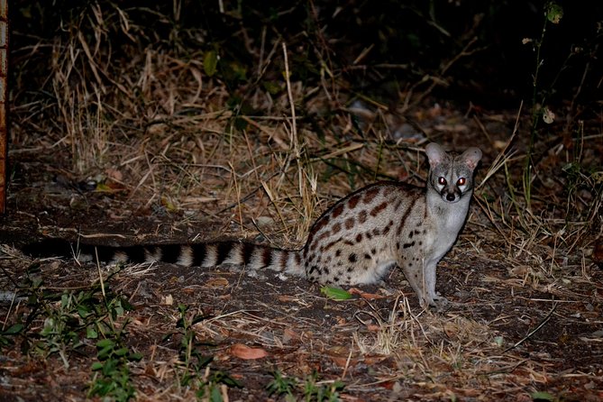 4-Day Kruger National Park Safari from Johannesburg - FAQ
