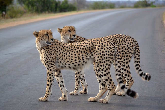 4-Day Kruger National Park Safari from Johannesburg - Day 2 and Day 3 Game Drive Flow: Early Starts, Brunch Stops, and Better Wildlife Odds
