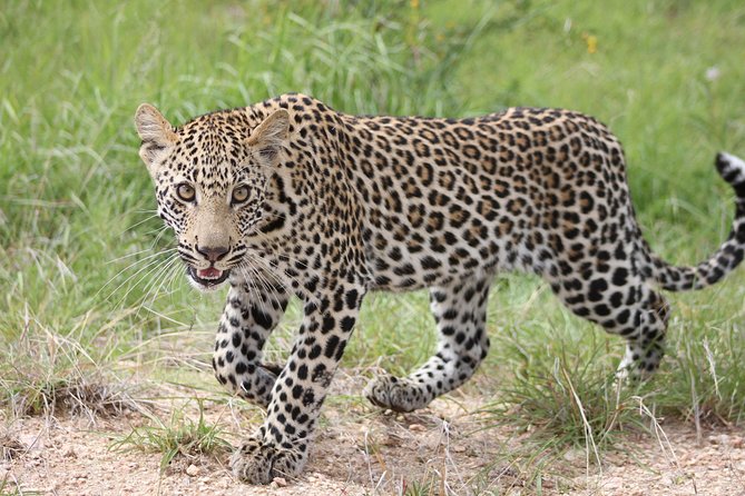 4 Day Kruger National Park Tour - Sunset safari day one: open vehicle, sundowners, and the easy win