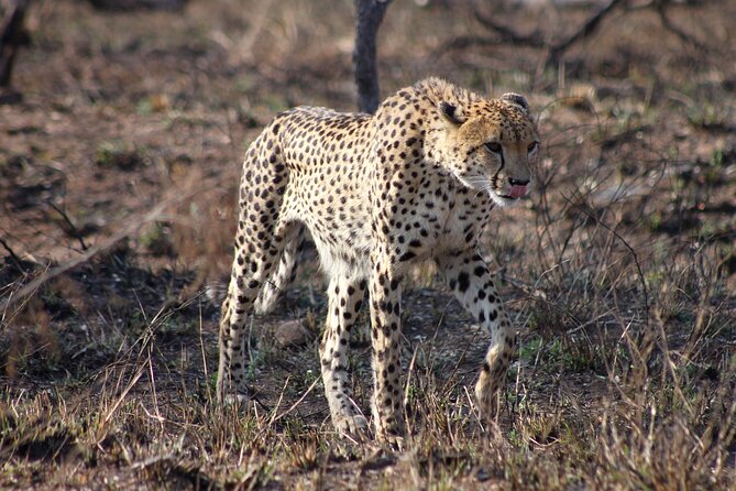 4 Day Kruger National Park Tour - Blyde River Canyon, Moholoholo, and the balance of scenery plus conservation