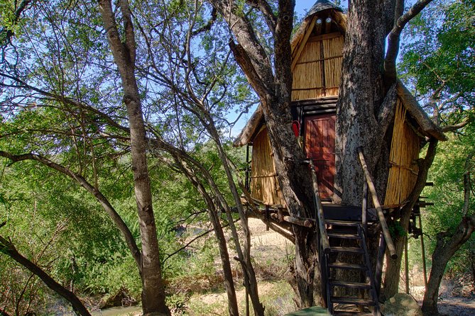 4 Day Lodge and Treehouse Kruger National Park Safari - Kruger with a full-spectrum wildlife schedule (not just daytime driving)
