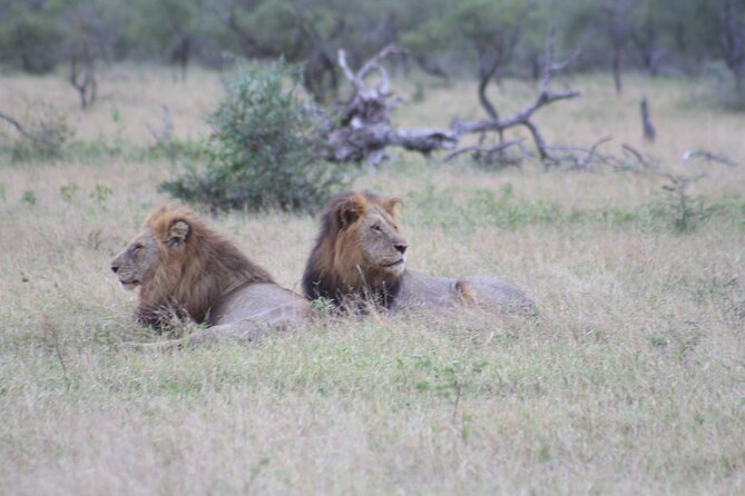 4 day Private Kruger Under Canvas Safari - Safari tents in Skukuza: comfortable, not glamping