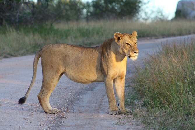 4 day Private Kruger Under Canvas Safari - Who should book this private Kruger safari?