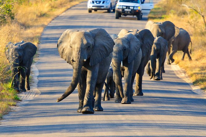 4 day Private Kruger Under Canvas Safari - Day-by-day: your 4 days in the Kruger bush
