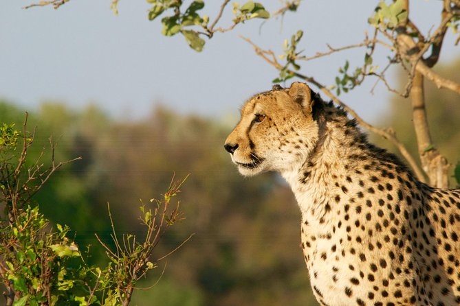 4 days Kruger Park Big 5 Safari and Awesome Panorama Route - Day 1: Johannesburg to Graskop, God’s Window, and the Blyde Canyon Overnight
