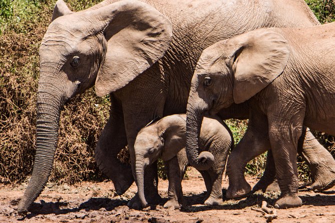 4 days Kruger Park Big 5 Safari and Awesome Panorama Route - Practical Packing and Safari Tips That Actually Help