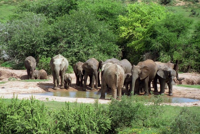5 Day Cape to Addo Safari - Garden Route Small Group Tour - Day 2: Wilderness Canoe Trip and Waterfall Hike to Sedgefield