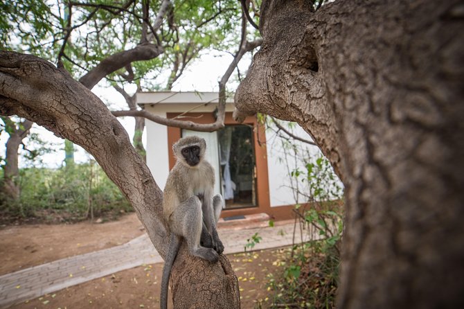 5 Day Classic Kruger National Park Safari - Day 2: Olifants River Sunrise Bush Walk (The Real Skills Day)