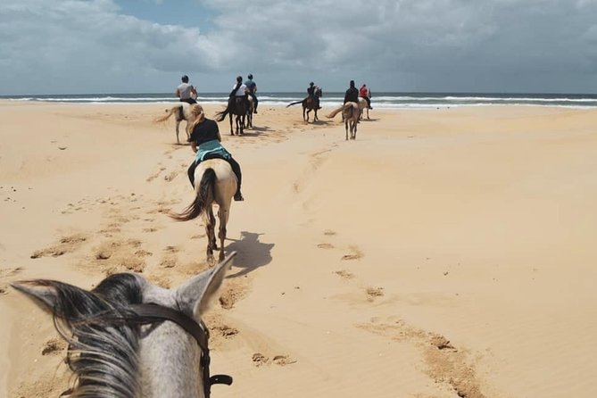 5 Day Garden Route and Addo Safari - Best of South Africa Small Group Tour - Day 3: Addo Elephant National Park game drive and Jeffreys Bay surf energy