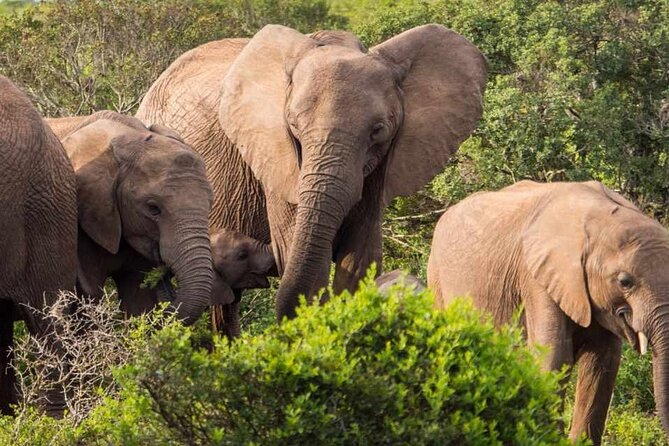 5 Day Garden Route and Addo Safari - Best of South Africa Small Group Tour - Price and what you really get for $575.13