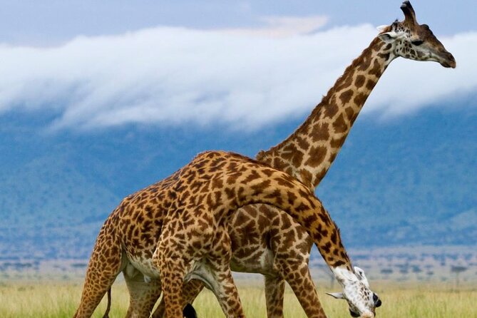 5 Day Garden Route Small Group Tour Fr CapeTown - Departs Mondays - Route 62, Montagu Mountain Adventures, and Outeniqua Pass