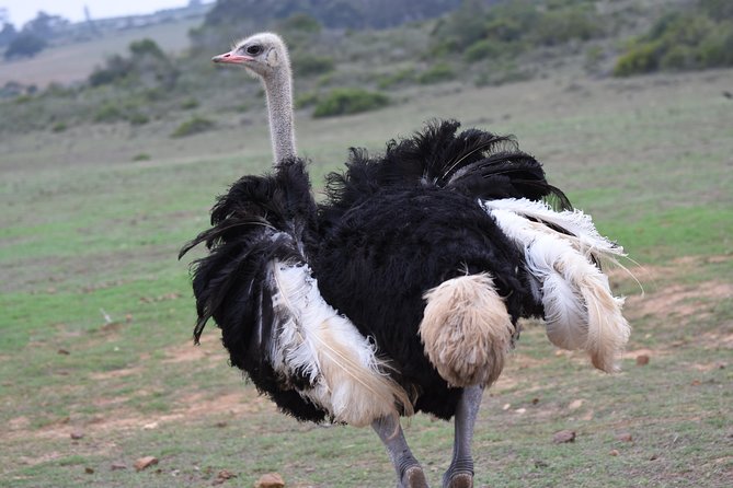 5 Day Garden Route Tour and Addo Elephant National Park - Day 3: Tsitsikamma’s Storms River Mouth walk, then Addo elephants and Jeffrey’s Bay sunset