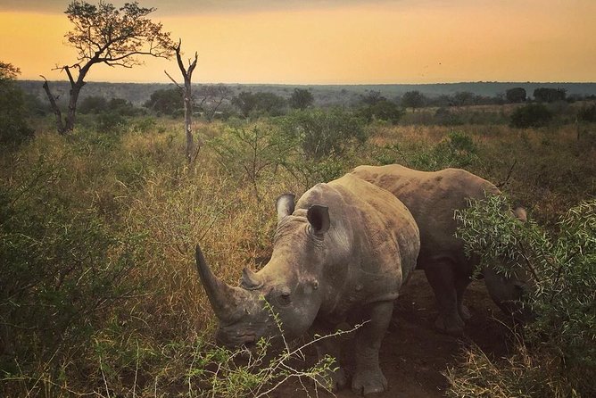 5 Day Kruger National Park and Panorama Route Safari - The OR Tambo Shuttle, and Why the Start Time Matters