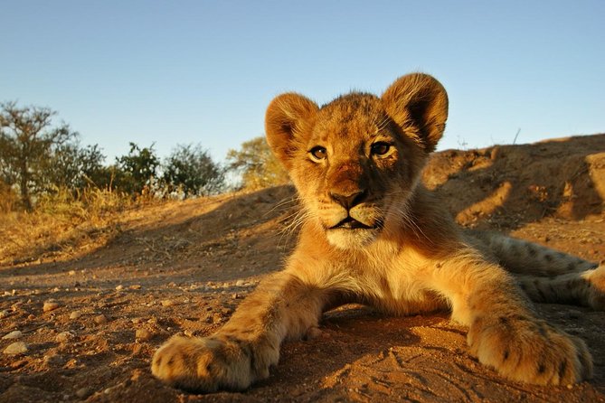 5 Day Kruger National Park and Panorama Route Safari - Your Lodging Rhythm: Meals Included, Plus Time to Reset