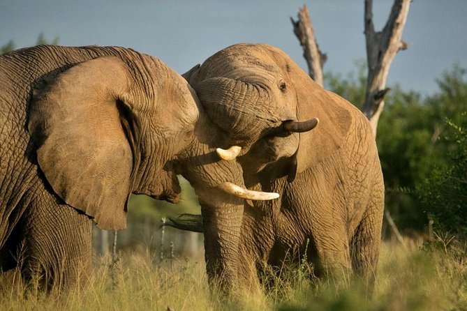 5 Day Kruger National Park and Panorama Route Safari - Price and Value: Why This Works Better Than It Looks