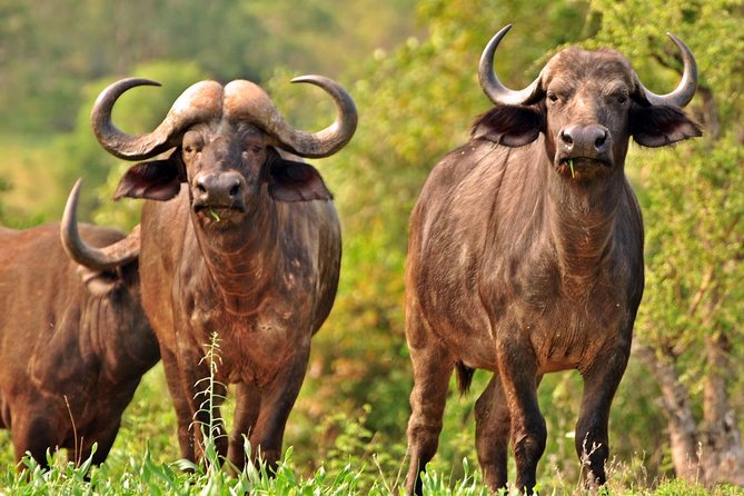 5 Day Kruger National Park and Panorama Route Safari - Kruger’s Skukuza Area: Two Full Wildlife Days
