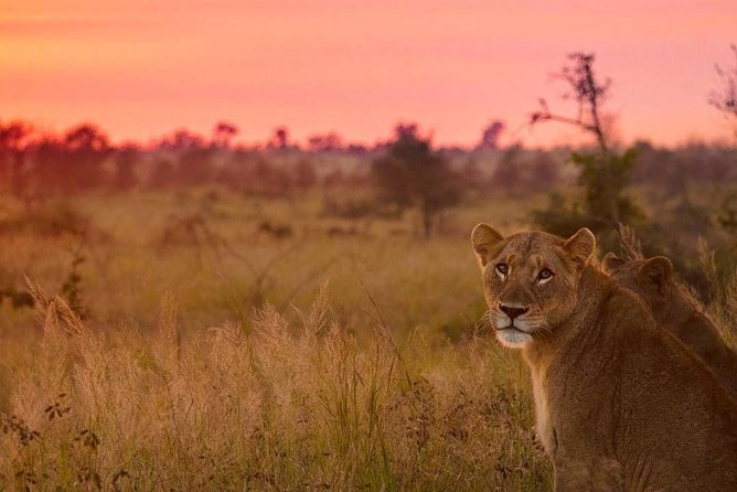 5 day-Kruger National Park Safari from Kruger Int. Airport (KMI), Panorama Route - Your itinerary rhythm: how the days fit together (and where you get flexibility)