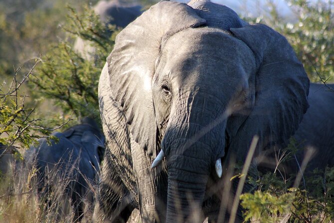 5 Day Kruger National Park tour - Two Full-Day Kruger Drives From Orpen Gate (Morning Starts, Big Payoffs)